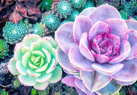 Next time when searching the web for below you will find the possible answers for desert plants. 127 Stunning Desert Plants - FTD.com