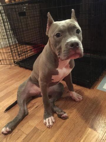 Booking open at best dogs. 5 Month Old Bully For Sale for Sale in Yonkers, New York ...