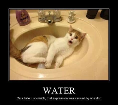 See all herding cats memes. Pin by Amanda Burgin on meme | Herding cats, Cats, Funny ...