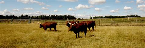 Näytä lisää sivusta cyril ramaphosa facebookissa. Ankole Cattle | Woburn Safari Park