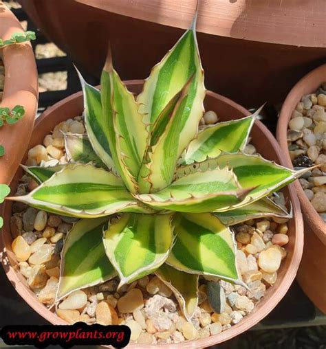 It is better to have too little. Agave lophantha - How to grow & care