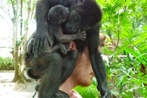 Capuchin monkeys baby animals funny animals monkey baby orangutans love pet primates bath time little princess. Baby Howler, Capuchin Monkeys Arrive at Jaguar Rescue ...