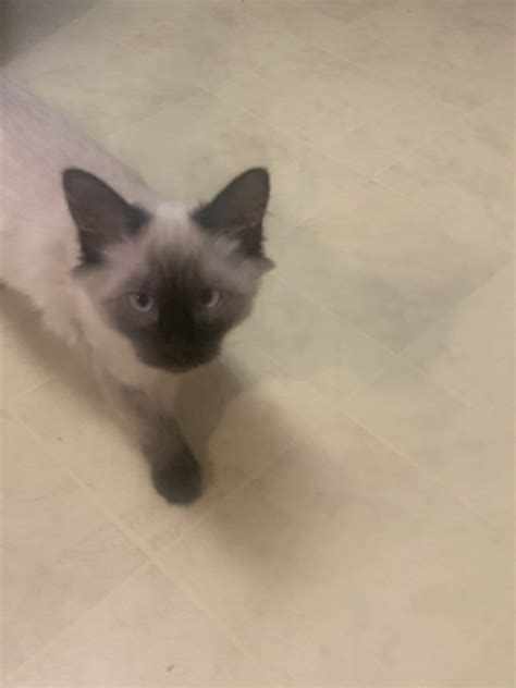 Siamese washington siamese florida siamese michigan siamese ohio siamese west virginia siamese georgia siamese minnesota siamese oklahoma siamese wisconsin siamese hawaii siamese mississippi siamese oregon siamese wyoming siamese idaho siamese missouri. Siamese Cats For Sale | Colorado Springs, CO #305587