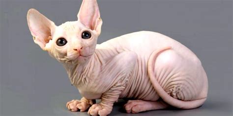 The hairlessness is the result of a natural mutation and. Local Sphynx breeder in Miami, Florida (FL). Kittens are ...