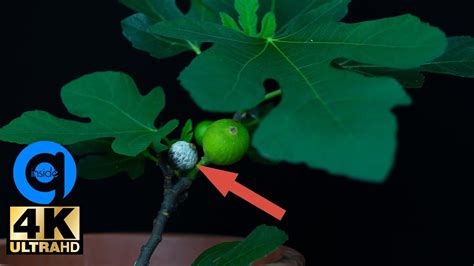 I guess i don't have to clarify that this is cg lol. Growing Fig Tree Time Lapse - Growing Plant - YouTube