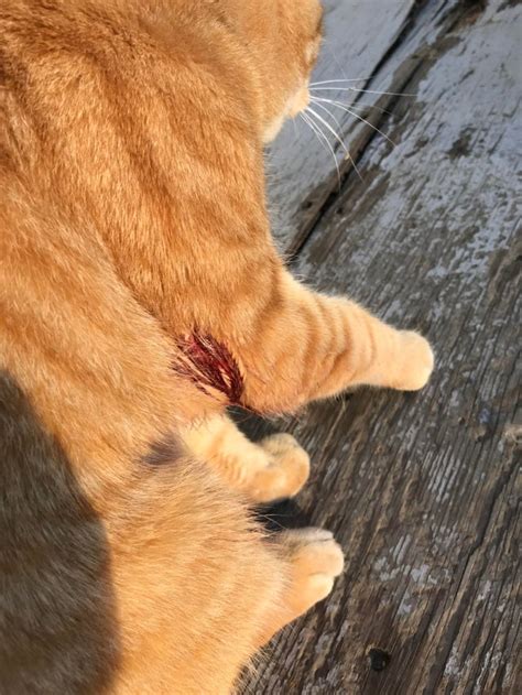 My orange tabby cat was shot in the Sunnyland Neighborhood ...