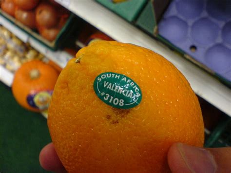 And here we have it, the valencia orange. Valencia orange - Wikipedia