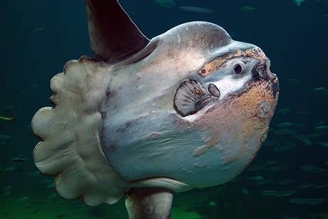 It is a unique pelagic fish, and specimens of ocean sunfish have been observed up to 3.3 m (11 ft) in length and weighing up to 2,300 kg (5,100 lb). Peixe Lua - Guia do Lazer