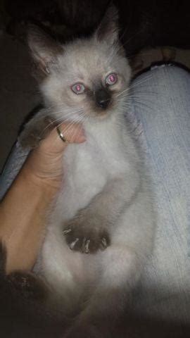 We bred lilac point and chocolate point, there are tabby point and red tabby point. Beautiful Chocolate Point Siamese Male Kitten For Adoption ...