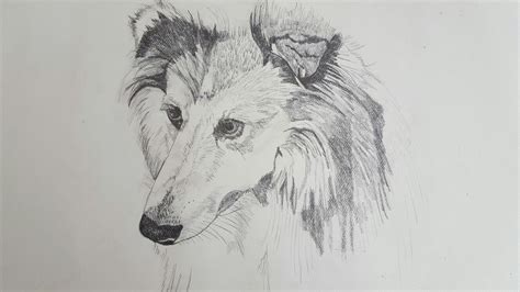 Shelties come in a variety of colors. Shetland sheepdog sketch | Sketches, Drawings, Shetland ...
