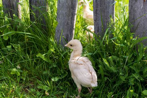 We did not find results for: Where to Buy Turkey Poults - Hatcheries and Suppliers