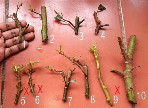 Now, 120 years later, its colossal gnarled limbs and shimmering leaves have. Instant - Bonsai - For - Everyone: Cuttings Of Cluster Fig ...