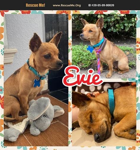 For the best experience, we recommend you upgrade to the latest version of chrome or safari. ADOPT 20050900020 ~ Chihuahua Rescue ~ Houston, TX