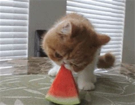 Is it safe for cats? I'm bad at titles. It's a cat trying to eat a watermelon ...