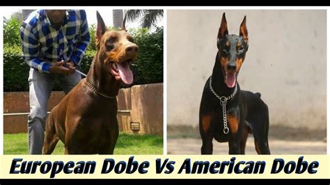 Why do we breed european dobes. European Doberman Vs American Doberman / which one is better ? - YouTube