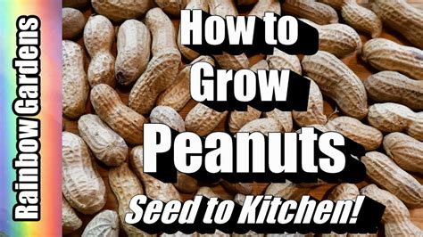 Peanuts will grow if you plant the entire shell, but removing the seeds from the shell speeds when the seedlings emerge, thin them to twice that distance within the row. How to Grow Peanuts, Seed to Kitchen! Planting, Problems ...