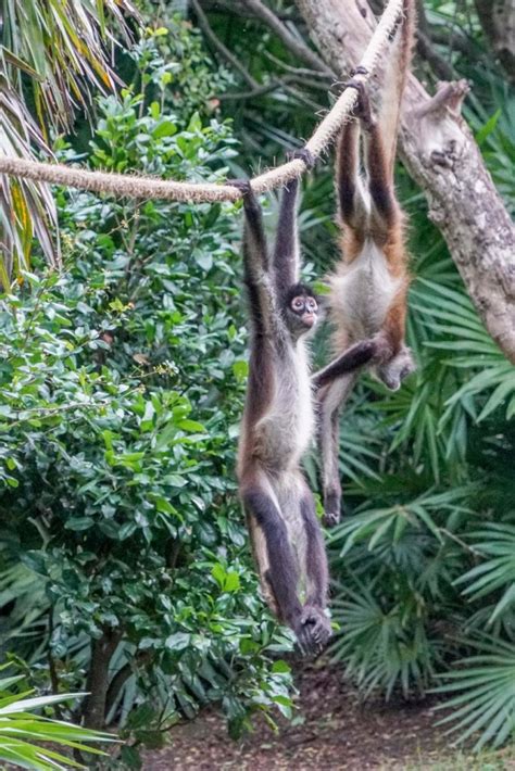 Spider monkeys native of the central and south american. Tropical Animals - Nature Kingdoms