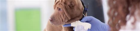 Northeast georgia medical center (ngmc) gainesville brings exceptional healthcare directly to the surrounding communities of northeast georgia. Surgical Services - Browns Bridge Animal Hospital | Animal ...
