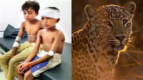 Sign up for free today! 14-YO Thane Boy Fights Off Leopard To Save 7-YO Cousin