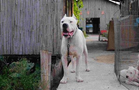 Lorem ipsum has been the industry's standard dummy text ever since an. 杜高犬屬於世界級猛犬的第幾名？ - 每日頭條