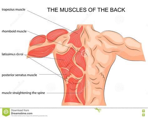 #abdominal muscle anatomy bodybuilding #back muscle anatomy bodybuilding #muscle muscle body part 12 photos of the muscle body part a muscle that turns a body part prone would. The Muscles Of The Back. Bodybuilder. Stock Vector ...