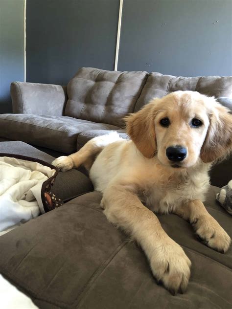 English golden retrievers knoxville, tennessee situated on over 150 acres of beautiful farm land overlooking house and clinch mountains. Light Golden Retriever Puppy for Sale - Petclassifieds.com