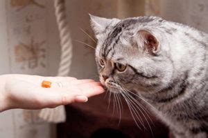 A good time is 10 minutes or so after they have fed and groomed and starting to settle down for. How to Earn a Cat's Trust - Purrfect Love