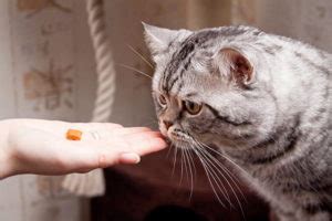 Nope, my older cats usually get a bit cranky and want to be left alone. How to Earn a Cat's Trust - Purrfect Love