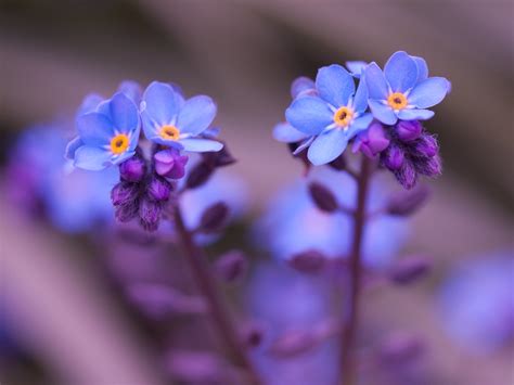 Gift unforgettable beautiful blooms for any occasion. Forget-me-nots | Forget-me-not flowers PERMISSION TO USE ...