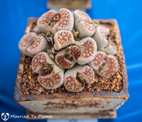 The gloves are for the tucson cactus and succulent society, which wiedhopf has been president of for the past 17 years. 2017 San Diego Cactus and Succulent Society Winter Show ...