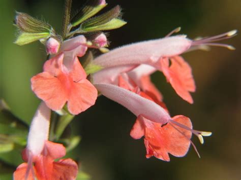 I've been enjoying coral nymph salvia in my garden for many years. USA Product30 CORAL NYMPH SALVIA Coccinea Hummingbird Sage ...