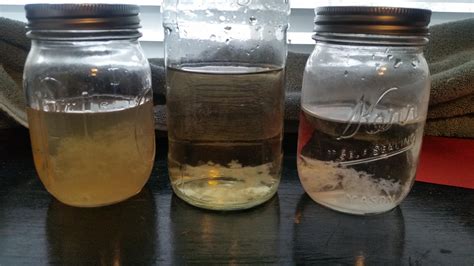 [Technique] Liquid culture Experiment results : MushroomGrowers