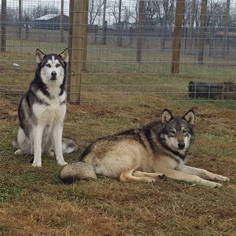 This is one breed where you can't help but go awww. Wolfdog Puppies For Sale | Cortland, OH #182088 | Petzlover