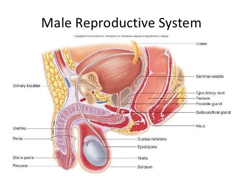 Explore the anatomy systems of the human body! Male Reproductive system | Reproductive system, Human body ...