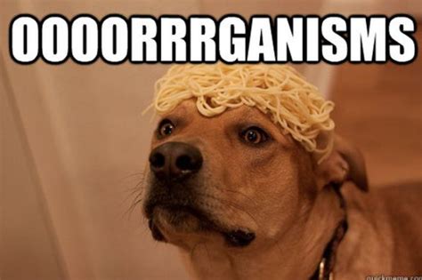 Dogs Say it Best in these Hilarious Memes (49 pics) - Izismile.com