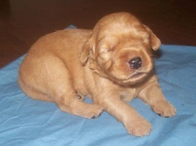 Get a boxer, husky, german shepherd, pug, and more on kijiji, canada's #1 local classifieds. Golden Retriever Puppy (With images) | Golden retriever ...