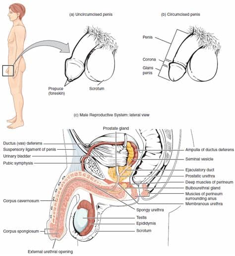 The male anatomy (male reproductive organs). Anatomy and Physiology of the Male Reproductive System ...