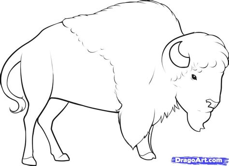 Draw the hoof at the bottom. Gallery For > Bison Face Drawing | Teckningar