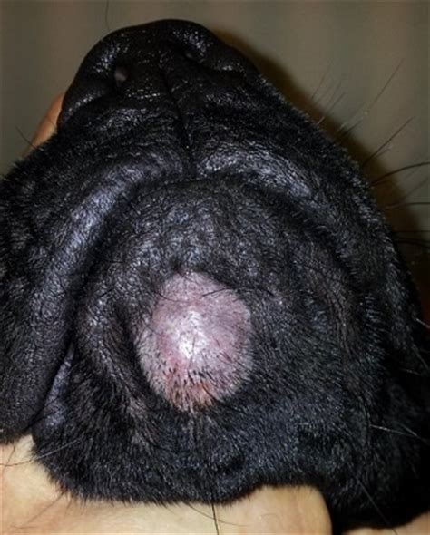 Causes of immunocompromise include aids, azotemia, diabetes mellitus, lymphoma, leukemia, other hematologic cancers, burns, and therapy with corticosteroids. The Diagnosis of Fungal Kerion in Dogs