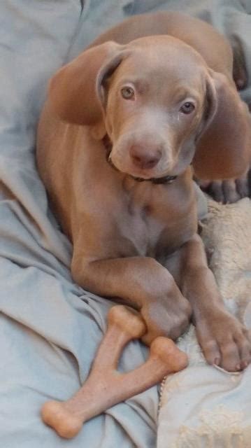 Maybe you would like to learn more about one of these? Freeharts Weimaraners, Weimaraner Breeder in Rancho ...