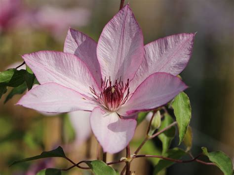 Клематис (clematis) kaiser blushing bridesmaid x 4 удалитьworking. Clematis 'Omoshiro' - Clematis 'Omoshiro' - Baumschule ...