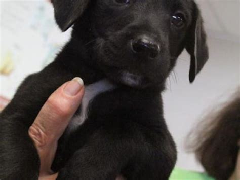 Weighs 16 pounds, so very small. Pet of the Week: Litter of Black Lab Puppies - Caldwells ...