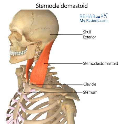 Turns head obliquely to the opposite side; Sternocleidomastoid | Rehab My Patient