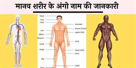 We have posted more than 125 names of body parts in the nepali language with english script and roman font. Human Body Parts Name - मानव शरीर के अंगो नाम - NewsMeto