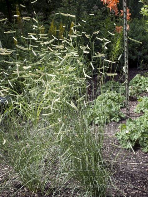 Blue grama, also called mosquito grass, is native to much of north america from manitoba canada south and west across the rocky mountains, great plains, and midwest states to mexico. Bouteloua Blonde Ambition (Blue Grama Grass)