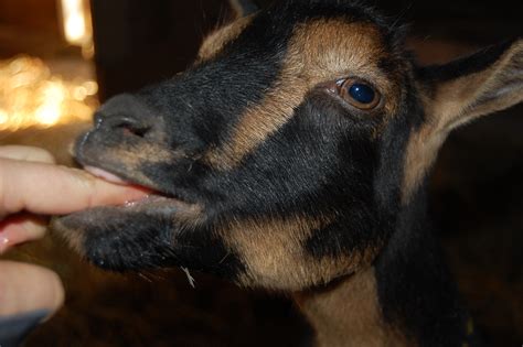 They love getting affection, especially when it is coming from the right person. Our Affectionate Animals - On The Banks of Salt Creek