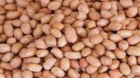 Biji kacang tanah memiliki selain itu, kandungan gizi kacang tanah per 100 gram bahan adalah kalori, protein, lemak. Deretan Khasiat Kacang Tanah, Salah Satunya Bantu Mengatur ...