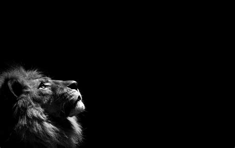 Black and white lion wallpapers. White Lion Backgrounds - Wallpaper Cave