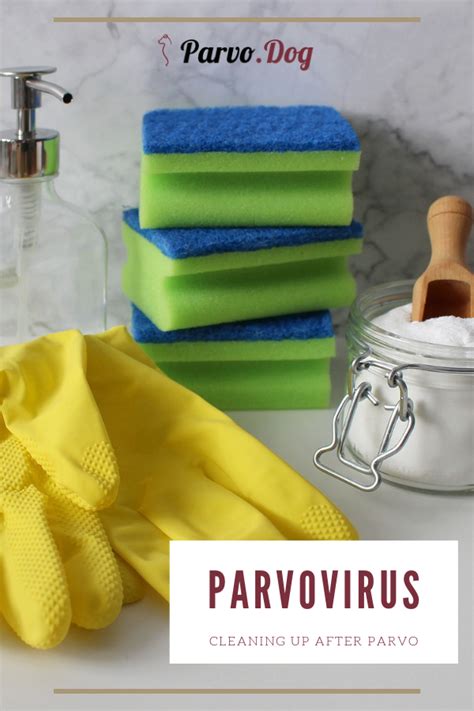 If a dog who was infected by parvo was recently in your home, careful disinfection of the place is absolutely necessary. Cleaning up after Parvo | Parvo, Cleaning, Cleaning with ...