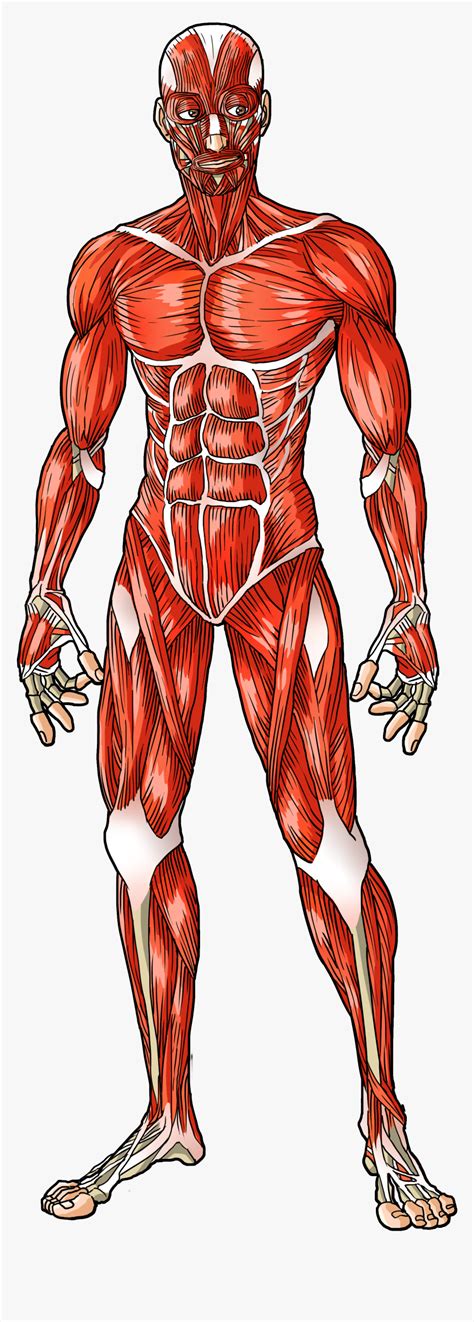 There are over 630 muscles in the human body; Muscle System Human Body, HD Png Download - kindpng